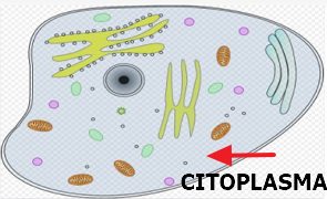 Localização do citoplasma na célula animal