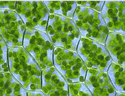 Cloroplastos presentes nas células vegetais