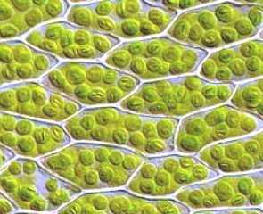 Imagem de cloroplastos nas células de um musgo