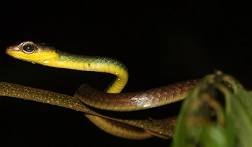 Cobra-cipó Foto de uma cobra-cipó