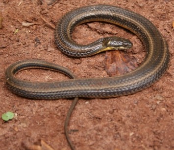 Foto de uma Helicops infrataeniatus, conhecida como cobra d'&aacute;gua