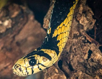 Foto de uma cobra Caninana