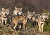 Alcateia: coletivo de lobos