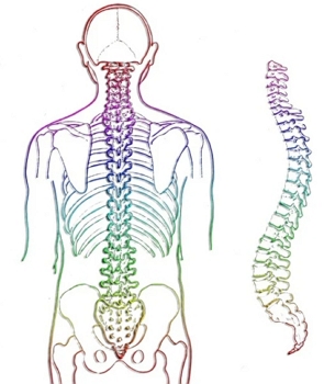 Ilustração mostrando a coluna vertebral de ser humano