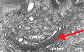 Imagem de microscópio do Complexo de Golgi na célula