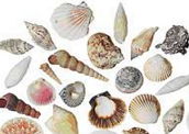 Conchas: proteção para o corpo dos moluscos