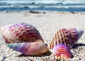 Foto de quatro conchas do mar na areia