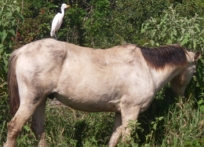 Foto de um pássaro branco sobre um cavalo