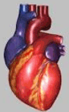 Coração: um dos principais órgãos do corpo humano