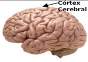 Córtex Cerebral: muitas funções importantes