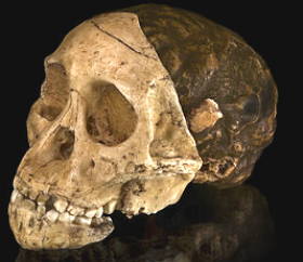 Foto de um crânio de um Australopithecus
