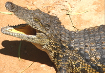 Crocodilo: exemplo de crocodiliano