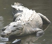 Crocodilo: uma das mordidas mais fortes do mundo animal