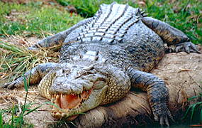 Crocodilo-de-água-salgada, maior réptil do mundo
