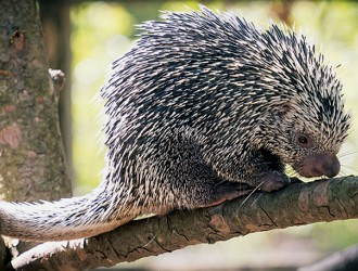Cuandu Foto de um Cuandu num galho de árvore
