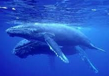 Curiosidade: baleia-azul é o maior animal do mundo
