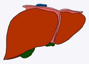 Desenho mostrando o formato do fígado humano