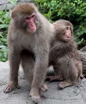 macaco-japonês adulto e um filhote Foto mostrando um macaco-japonês adulto e um filhote