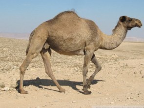 Foto de um dromedário andando no deserto.