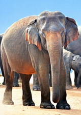 Foto de um elefante indiano