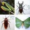 Entomologia: estudo dos insetos