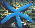 Estrela-do-mar: um dos mais conhecidos equinodermos