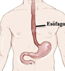 Esôfago humano: importante condutor muscular