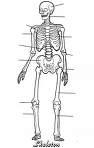 Ossos: equilíbrio e manutenção do corpo humano