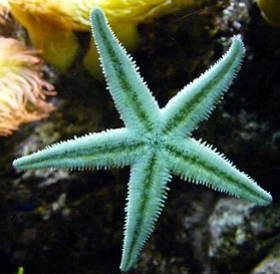 Estrela-do-mar de cor verde clara no fundo do mar