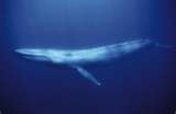 Baleia azul: maior mamífero do mundo