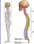 Homem: exemplo de animal vertebrado (presença de coluna vertebral e medula espinhal)