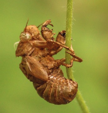 Exoesqueleto de uma cigarra ap&oacute;s a muda