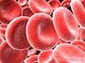 Glóbulos vermelhos do sangue humano