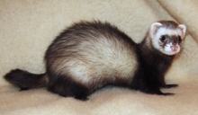 Ferret: um mamífero carnívoro