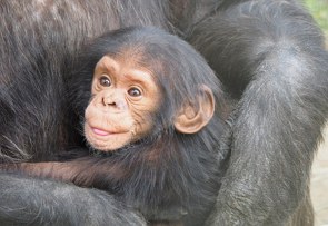 Foto de um filhote de chimpanzé no colo da mãe.