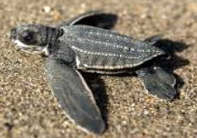 Foto de um filhote de tartaruga-de-couro
