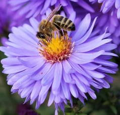 Abelha retirando o néctar de uma flor