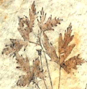 Imagem de um fóssil de folhas de uma planta