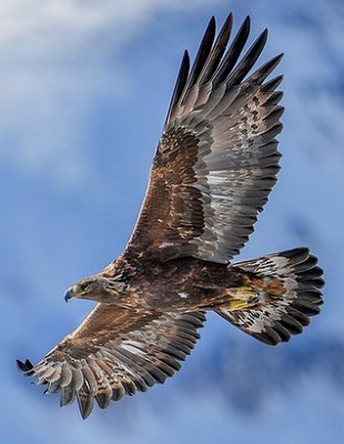 Águia-real Foto de uma águia-real em pleno voo