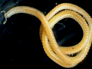 Foto de um diplópode Illacme plenipes