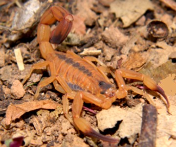 Escorpião amarelo Foto de um escorpião amarelo