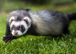 Foto de um ferret deitado na grama