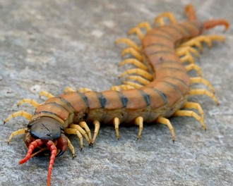 Lacraia Foto de uma lacraia