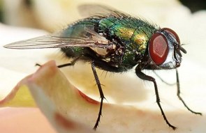 Foto de uma mosca-varejeira pousada numa flor