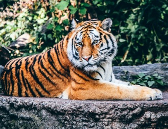 Tigre Foto de um tigre adulto deitado numa pedra