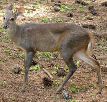 Foto de um veado-catingueiro