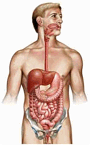 Sistema Digestório: funções de extrema importância para o organismo humano