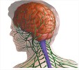 Sistema nervoso: diversas funções no organismo