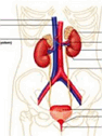 Sistema Urinário: funções de extrema importância para o corpo humano