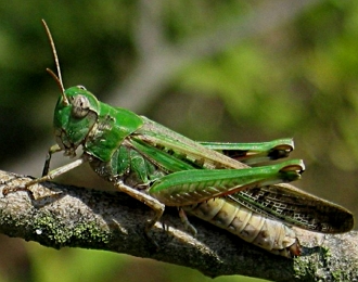 Gafanhoto Foto de um gafanhoto verde num galho de árvore